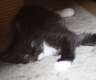 Maine Coon Baby in seltener Farbe sucht...
